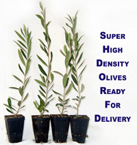 Santa Cruz Olive Tree Nursery Super High Density Specialists